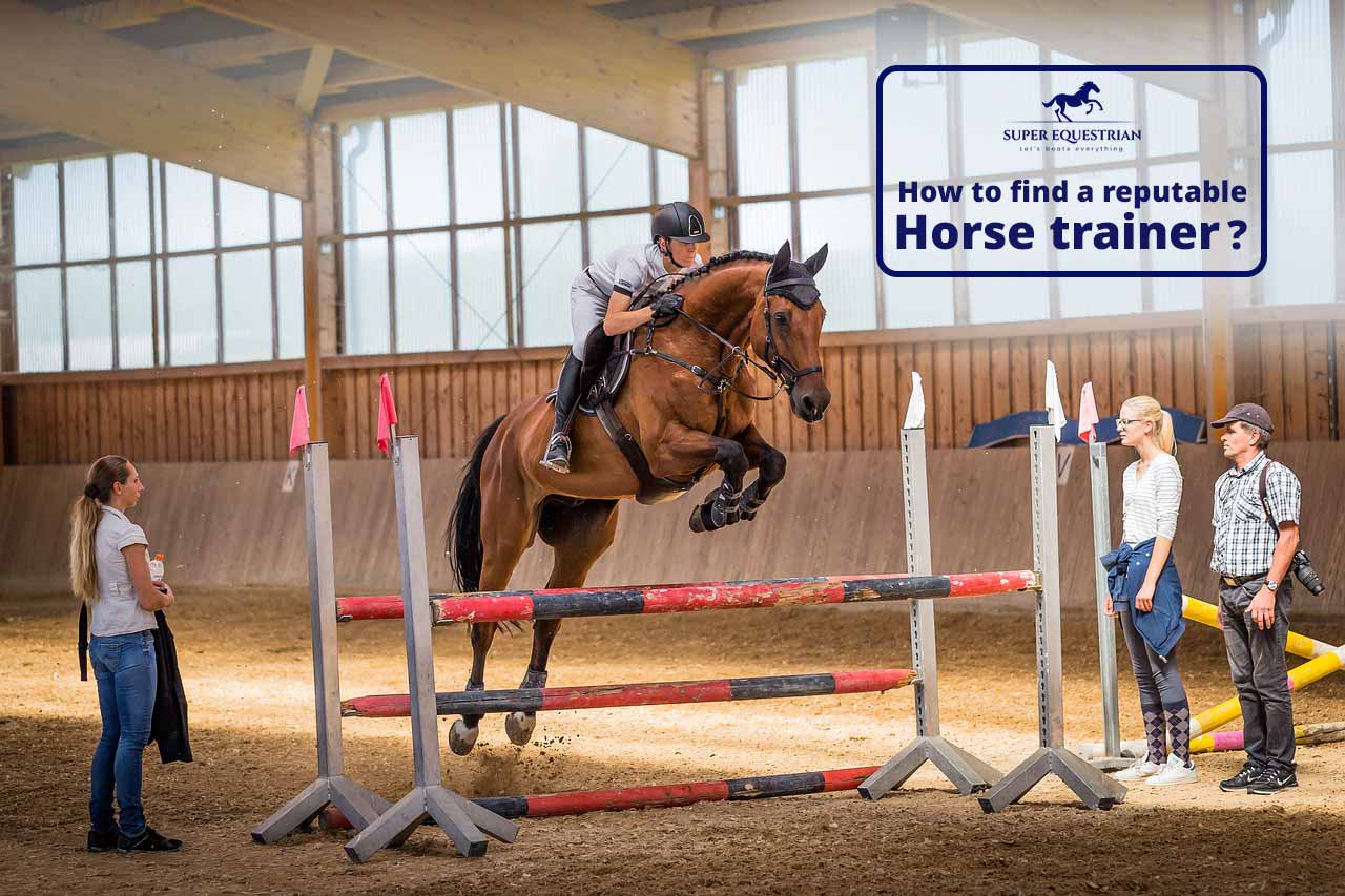 How do horses adapt to their Environment Facts we should know